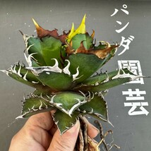 F15 【パンダ園芸】 特選 アガベ 多肉植物 チタノタ レッドキャットウィーズル ゴリ猫 ' Red catweezle '強棘 裏棘 極上株 発根済み_画像2