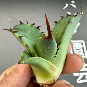 F31 【パンダ園芸】アガベ チタノタ OWL 海豹 agave titanota 寛葉厳龍 LBP 胴切り天芽子株 極上子株