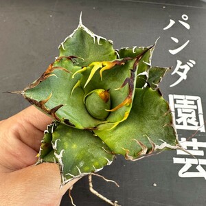 Y50 【パンダ園芸】アガベ チタノタ 多肉植物 蟹 カニ強棘 極上株発根済み