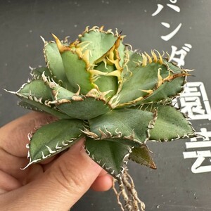 C12 【パンダ園芸】多肉植物アガベ チタノタ フィリグリー 圓葉拇指台湾輸入株 強棘 発根済み