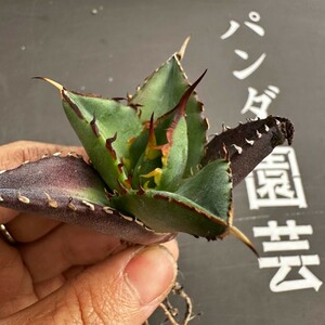 C35 【パンダ園芸】アガベ　チタノタ HADES ハデス 恐竜牙歯 Agave titanota Hades　メリクロン株 発根済み 