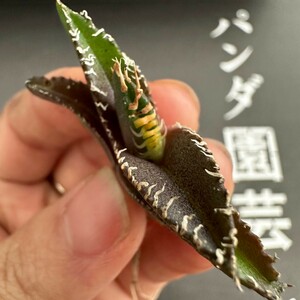 C57 【パンダ園芸】発根済 アガベ チタノタ 金剛 子株 agave kingkong メリクロン株