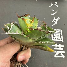 D28 【パンダ園芸】アガベ チタノタ 多肉植物 蟹 カニ強棘 極上株発根済み_画像9