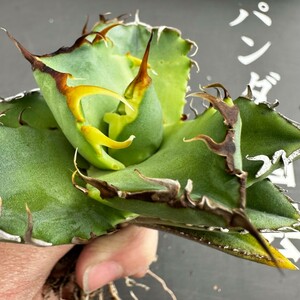 D28 【パンダ園芸】アガベ チタノタ 多肉植物 蟹 カニ強棘 極上株発根済み