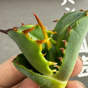 D40 【パンダ園芸】アガベ チタノタ OWL 海豹 agave titanota 寛葉厳龍 LBP 胴切り天芽子株 極上子株