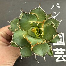 E8 【パンダ園芸】多肉植物アガベ チタノタ フィリグリー 圓葉拇指台湾輸入株 強棘 発根済み_画像2