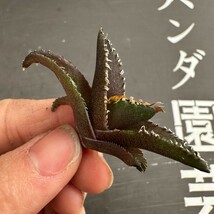 F6 【パンダ園芸】発根済 アガベ チタノタ 金剛 子株 agave kingkong メリクロン株_画像5