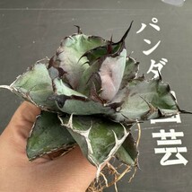 F12【パンダ園芸】特選 アガベ 多肉植物 チタノタ BB ブラックアンドブルー 濃黒棘 超強棘 包葉型 極上株 短葉_画像1