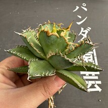 F30【パンダ園芸】多肉植物アガベ チタノタ フィリグリー 圓葉拇指台湾輸入株 強棘 発根済み_画像5