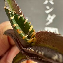 G5【パンダ園芸】発根済 アガベ チタノタ 金剛 子株 agave kingkong メリクロン株_画像1