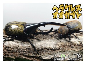 【BTH79】DHヘラクレス　♂157.8mm ♀72.0mm ペア ヘラクレスオオカブト　