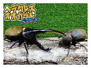 【BTH79】DHヘラクレス　♂141.5mm ♀63.6mm ペア ヘラクレスオオカブト　