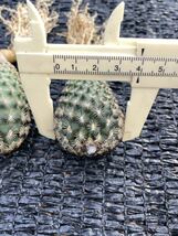 サボテン 多肉植物 （4#） ツルビニ　イザベラエ（turbinicarpus ysabelae）実生3本_画像7