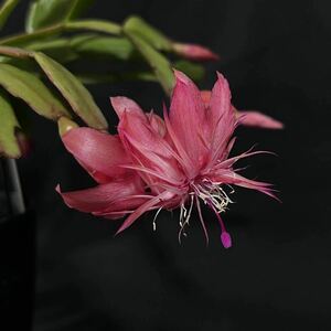 売上金全額寄付 令和6年能登半島地震緊急支援 シャコバサボテン Schlumbergera hybrid 'Laranja Dobrada' カット苗C