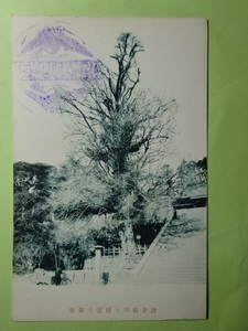 戦前古絵葉書◆5-45 鎌倉 鶴岡八幡宮大銀杏 画像参照。