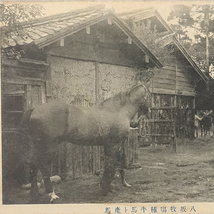 HQ001【戦前絵葉書】佐賀県鳥栖 八坂牧場 種馬と産馬 /// 検）九州 福岡 馬_画像2