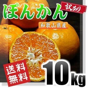 ポンカン 訳あり 10kg 和歌山県産 送料無料(北海道、沖縄県、東北地方除く) ぽんかん 椪柑 ご自宅用