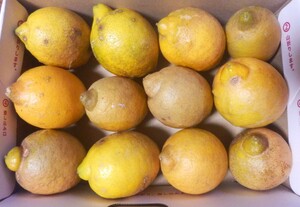 レモン　ジュース用　訳アリ画像の品　新鮮です、無農薬　庭でなりました、送料無料