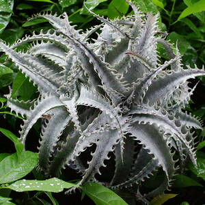 新春SALE! 2. ディッキア ★ Dyckia Nanda Devi Panus Hybrid