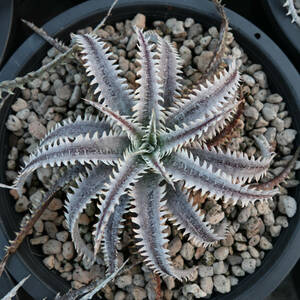 新春SALE! 6. ディッキア ★ Dyckia ((BSF3D11 x BKK)#2 x Nagas) F2 #PSE11 Panus Hybrid