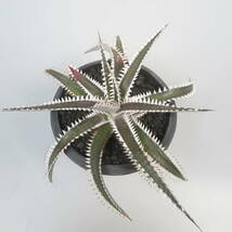 新春SALE! 23. ディッキア ★ Dyckia Obsidian Bromeliad Cultivar Register (14814)_画像3