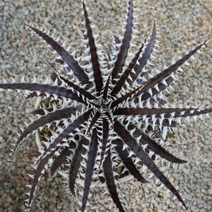 新春SALE! 24. ディッキア ★ Dyckia Freddy Krueger x Samurai Otto#FS101 Otto Bromeliad Hybrid with Tag