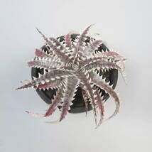 新春SALE! 25. ディッキア ★ Dyckia LS088 Otto Bromeliad Hybrid with Tag_画像4