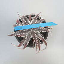 新春SALE! 25. ディッキア ★ Dyckia LS088 Otto Bromeliad Hybrid with Tag_画像8