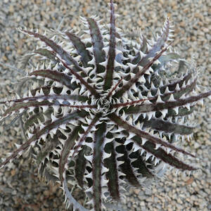 新春SALE! 27. ディッキア ★ Dyckia SL008 Otto Bromeliad Hybrid with Tag