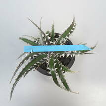 新春SALE! 27. ディッキア ★ Dyckia SL008 Otto Bromeliad Hybrid with Tag_画像8