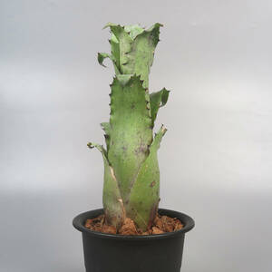 新春SALE! 1. ホヘンベルギア ☆ Hohenbergia magnispina (Herman Prinsler) ★ タンクブロメリア