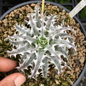 新春SALE! 11. ディッキア ★ Dyckia Little Wing Bromeliad Cultivar Register (16648)