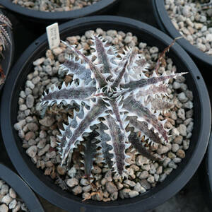 新春SALE! 12. ディッキア ★ Dyckia Evil Wing Otto Bromeliad Hybrid