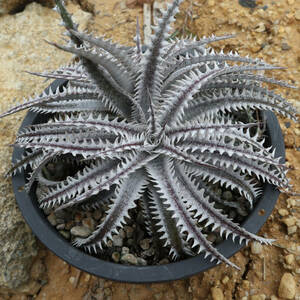 新春SALE! 14. ディッキア ★ Dyckia Obsidian x Little One Panus#OL001 Otto Bromeliad Hybrid