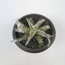 新春SALE! 23. ディッキア ★ Dyckia Ocean Starlight Sueb Hybrid_画像4