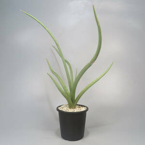 新春SALE! サンセベリア ☆ Sansevieria Dancing Dragon from Unyamanee Garden ★ サンスベリア