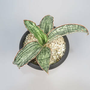 新春SALE! 2. サンセベリア ☆ Sansevieria Cleopatra ★ サンスベリア