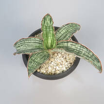 新春SALE! 2. サンセベリア ☆ Sansevieria Cleopatra ★ サンスベリア_画像2