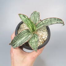 新春SALE! 2. サンセベリア ☆ Sansevieria Cleopatra ★ サンスベリア_画像5