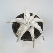 新春SALE! 5. ディッキア ★ Dyckia Iceberg Bromeliad Cultivar Register (16884)_画像4