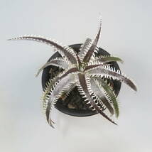 新春SALE! 9. ディッキア ★ Dyckia Prominence Bromeliad Cultivar Register (15596)_画像5