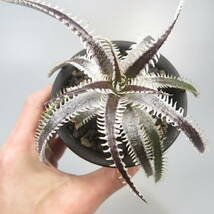 新春SALE! 9. ディッキア ★ Dyckia Prominence Bromeliad Cultivar Register (15596)_画像7