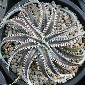 新春SALE! 12. ディッキア ★ Dyckia Raijin Sueb Hybrid