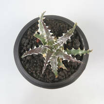 新春SALE! 18. ディッキア ★ Dyckia Evil Wing Otto Bromeliad Hybrid_画像2