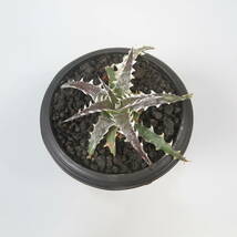 新春SALE! 18. ディッキア ★ Dyckia Evil Wing Otto Bromeliad Hybrid_画像5