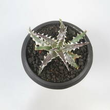 新春SALE! 18. ディッキア ★ Dyckia Evil Wing Otto Bromeliad Hybrid_画像3