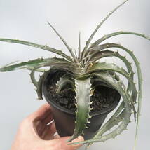 新春SALE! 24. ディッキア ★ Dyckia estevesii x Charlot Satith Kunthanun Hybrid_画像9