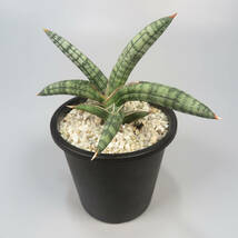 新春SALE! サンセベリア ☆ Sansevieria bella Platinum ★ サンスベリア_画像3