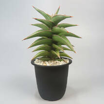 新春SALE! 2. サンセベリア ☆ Sansevieria Lavranos 23251 ★ サンスベリア_画像1