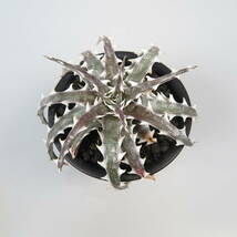 新春SALE! 12. ディッキア ★ Dyckia Little Wing Bromeliad Cultivar Register (16648)_画像3